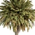 Exotic Arabian Palm Tree Set 3D model small image 4