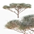 High-Quality Vachellia Tortilis Model 3D model small image 1