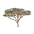 High-Quality Vachellia Tortilis Model 3D model small image 2