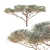 High-Quality Vachellia Tortilis Model 3D model small image 7