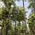 Scots Pine Tree Set 09 3D model small image 2
