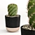 Succulent Trio Indoor Plant Set 3D model small image 2