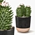 Succulent Trio Indoor Plant Set 3D model small image 3