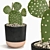 Succulent Trio Indoor Plant Set 3D model small image 4