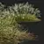 Stipa arundinacea Sweet Grass Model 3D model small image 4