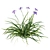 Douglas Iris 2017 Model 3D model small image 2