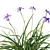 Douglas Iris 2017 Model 3D model small image 3