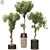 Bonsai Olive Tree Collection 97 3D model small image 1