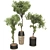 Bonsai Olive Tree Collection 97 3D model small image 2