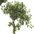 Bonsai Olive Tree Collection 97 3D model small image 4