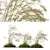 Iberian Giant Feather Grass Model 3D model small image 1