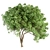 Sourwood Tree Set 163 3D model small image 3