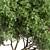 Sourwood Tree Set 163 3D model small image 4
