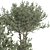 Decorative Olive Tree 3D Model 3D model small image 3