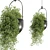 Indoor Hanging Plants Set 377 3D model small image 4