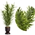  Indoor Plants 4 Pack Bundle 3D model small image 1