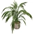 Exotic Palm Tree Pot Collection 3D model small image 4