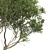Dual Summer Tree 3D Models 3D model small image 2