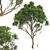 Dual Summer Tree 3D Models 3D model small image 4