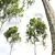 Sycamore Tree 3D Model Kit 3D model small image 3