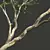 Sycamore Tree 3D Model Kit 3D model small image 5