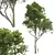 Sycamore Tree 3D Model Kit 3D model small image 6