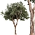 Crimson Eucalyptus Tree Collection 3D model small image 1