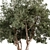 Crimson Eucalyptus Tree Collection 3D model small image 3