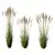 Elegant Moor Grass Decorative Plant 3D model small image 1