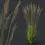 Elegant Moor Grass Decorative Plant 3D model small image 2