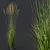 Elegant Moor Grass Decorative Plant 3D model small image 3