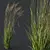 Elegant Moor Grass Decor Element 3D model small image 3