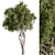 Sourwood Tree Set 167 3D model small image 1