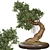 Bonsai 06 2014 3D Model 3D model small image 1