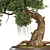 Bonsai 06 2014 3D Model 3D model small image 5