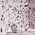 Seamless Terrazzo Marble Texture Pack 3D model small image 4