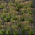 Elegant Molinia Caerulea Grass Model 3D model small image 5