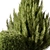 Russian Pine Bush Set 116 3D model small image 3