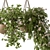 Urban Oasis Hanging Plant 527 3D model small image 2