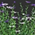 Versatile 3D Centaurea Plant Models 3D model small image 3