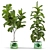 Kids' Room Fiddle Leaf Fig 3D model small image 1