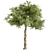 Sourwood Tree Set 177 3D model small image 1