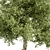 Sourwood Tree Set 177 3D model small image 2