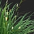 Carex Morrowii Irish Green Grass 3D model small image 4