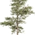 Tree Set 157: Sapling Collection 3D model small image 4