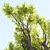 Tamarindus Tree 3D Model Collection 3D model small image 3