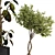  Max 2015 Indoor Plant Set 3D model small image 3