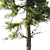 Pine 18m and 12m 3D model small image 4