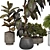 Indoor Plant 3D Model Set 3D model small image 3
