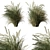 Set of Two Tall Grasses 3D model small image 1